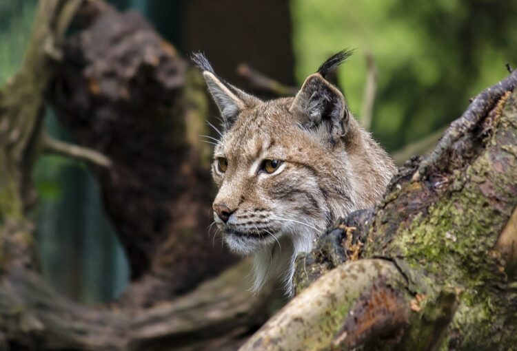 11 czerwca – Międzynarodowy Dzień Rysia