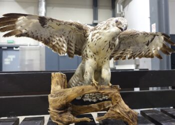 Kolejny przemyt. Tym razem wypchanego myszołowa