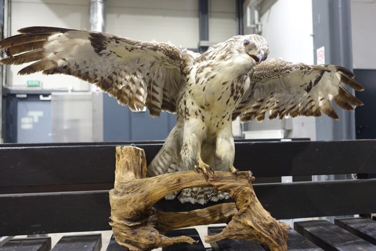 Kolejny przemyt. Tym razem wypchanego myszołowa