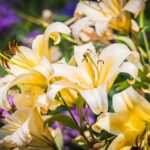 Ogrody zamku w Łańcucie na trasie Radia Biwak (fotogaleria) 4 - Polskie Radio Rzeszów Ogrody zamku w Łańcucie na trasie Radia Biwak (fotogaleria) - Polskie Radio Rzeszów