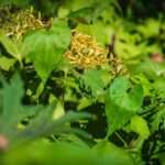 Radio Biwak w Horyńcu-Zdroju (fotogaleria) 47 - Polskie Radio Rzeszów Radio Biwak w Horyńcu-Zdroju (fotogaleria) - Polskie Radio Rzeszów