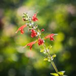 Ogrody zamku w Łańcucie na trasie Radia Biwak (fotogaleria) 10 - Polskie Radio Rzeszów Ogrody zamku w Łańcucie na trasie Radia Biwak (fotogaleria) - Polskie Radio Rzeszów