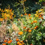 Ogrody zamku w Łańcucie na trasie Radia Biwak (fotogaleria) 20 - Polskie Radio Rzeszów Ogrody zamku w Łańcucie na trasie Radia Biwak (fotogaleria) - Polskie Radio Rzeszów