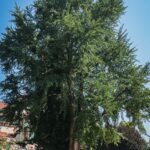 Ogrody zamku w Łańcucie na trasie Radia Biwak (fotogaleria) 33 - Polskie Radio Rzeszów Ogrody zamku w Łańcucie na trasie Radia Biwak (fotogaleria) - Polskie Radio Rzeszów