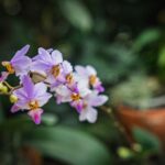 Ogrody zamku w Łańcucie na trasie Radia Biwak (fotogaleria) 37 - Polskie Radio Rzeszów Ogrody zamku w Łańcucie na trasie Radia Biwak (fotogaleria) - Polskie Radio Rzeszów