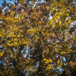 Ogrody zamku w Łańcucie na trasie Radia Biwak (fotogaleria) 45 - Polskie Radio Rzeszów Ogrody zamku w Łańcucie na trasie Radia Biwak (fotogaleria) - Polskie Radio Rzeszów