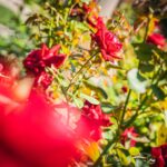 Ogrody zamku w Łańcucie na trasie Radia Biwak (fotogaleria) 46 - Polskie Radio Rzeszów Ogrody zamku w Łańcucie na trasie Radia Biwak (fotogaleria) - Polskie Radio Rzeszów