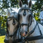 Ogrody zamku w Łańcucie na trasie Radia Biwak (fotogaleria) 66 - Polskie Radio Rzeszów Ogrody zamku w Łańcucie na trasie Radia Biwak (fotogaleria) - Polskie Radio Rzeszów