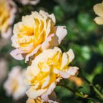 Ogrody zamku w Łańcucie na trasie Radia Biwak (fotogaleria) 61 - Polskie Radio Rzeszów Ogrody zamku w Łańcucie na trasie Radia Biwak (fotogaleria) - Polskie Radio Rzeszów