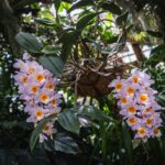 Ogrody zamku w Łańcucie na trasie Radia Biwak (fotogaleria) 68 - Polskie Radio Rzeszów Ogrody zamku w Łańcucie na trasie Radia Biwak (fotogaleria) - Polskie Radio Rzeszów