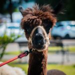 Radio Biwak gościło w Komańczy (fotogaleria) 61 - Polskie Radio Rzeszów Radio Biwak gościło w Komańczy (fotogaleria) - Polskie Radio Rzeszów