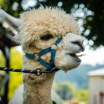 Radio Biwak gościło w Komańczy (fotogaleria) 62 - Polskie Radio Rzeszów Radio Biwak gościło w Komańczy (fotogaleria) - Polskie Radio Rzeszów