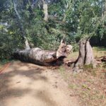 Park zamkowy w Łańcucie zamknięty. Połamanych jest wiele drzew 3 - Polskie Radio Rzeszów Park zamkowy w Łańcucie zamknięty. Połamanych jest wiele drzew - Polskie Radio Rzeszów