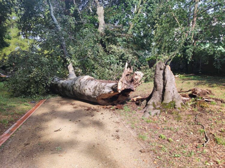 Park zamkowy w Łańcucie zamknięty. Połamanych jest wiele drzew