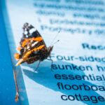 Radio Biwak w Trzcinicy. Malownicza Karpacka Troja (fotogaleria) - Polskie Radio Rzeszów