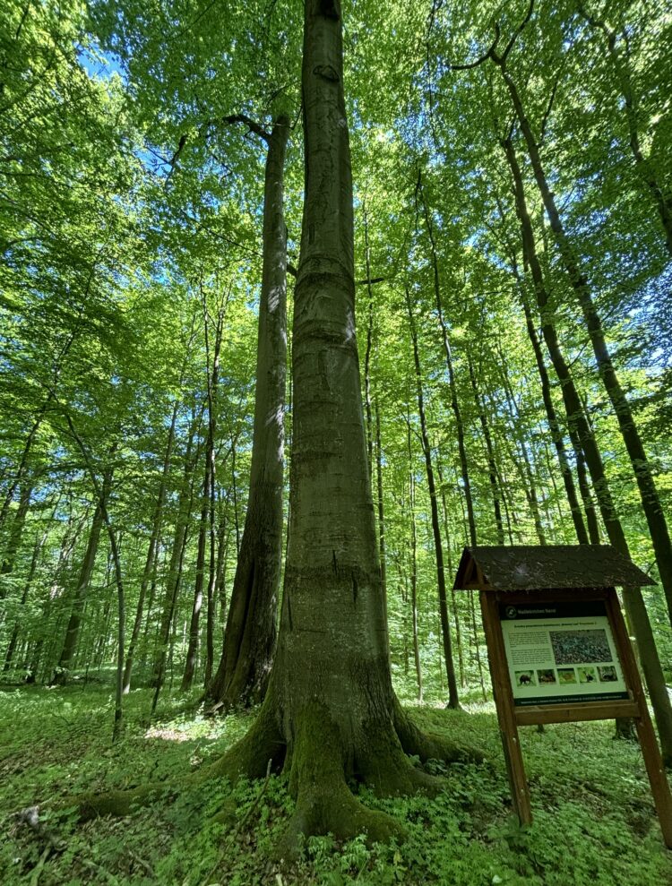 Trochę szumów wokół Roztocza