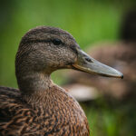 Radawa kolejnym przystankiem na trasie Radia Biwak (zdjęcia) - Polskie Radio Rzeszów