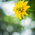 Radawa kolejnym przystankiem na trasie Radia Biwak (zdjęcia) - Polskie Radio Rzeszów