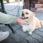 Z Radiem Biwak w Radomyślu nad Sanem (fotogaleria) 18 - Polskie Radio Rzeszów Z Radiem Biwak w Radomyślu nad Sanem (fotogaleria) - Polskie Radio Rzeszów