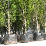 Zazieleni się ulica Grunwaldzka w Rzeszowie 2 - Polskie Radio Rzeszów Zazieleni się ulica Grunwaldzka w Rzeszowie - Polskie Radio Rzeszów