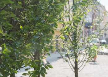 Zazieleni się ulica Grunwaldzka w&nbsp;Rzeszowie