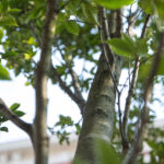 Zazieleni się ulica Grunwaldzka w Rzeszowie 3 - Polskie Radio Rzeszów Zazieleni się ulica Grunwaldzka w Rzeszowie - Polskie Radio Rzeszów