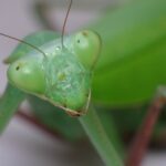 Zwierzomaniak 30.06 - Polskie Radio Rzeszów