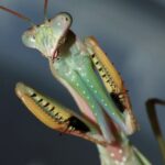 Zwierzomaniak 30.06 - Polskie Radio Rzeszów