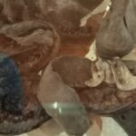 Odkopali rzeczy po esesmanach i więźniach obozu w Pustkowie 6 - Polskie Radio Rzeszów Odkopali rzeczy po esesmanach i więźniach obozu w Pustkowie - Polskie Radio Rzeszów