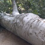 Powalone drzewa w łańcuckim parku zamkowym 3 - Polskie Radio Rzeszów Powalone drzewa w łańcuckim parku zamkowym - Polskie Radio Rzeszów