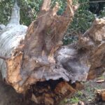 Powalone drzewa w łańcuckim parku zamkowym 2 - Polskie Radio Rzeszów Powalone drzewa w łańcuckim parku zamkowym - Polskie Radio Rzeszów