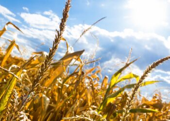 Synoptycy ostrzegają: Upalna i&nbsp;burzowa niedziela