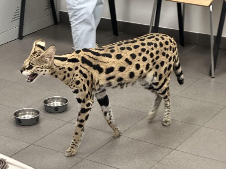 Chciała przewieźć drapieżnika. Mówiła, że to domowy kot (video)