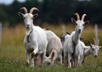 Zakaz przemieszczania kóz i&nbsp;owiec w&nbsp;Grecji po&nbsp;wykryciu przypadków pomoru