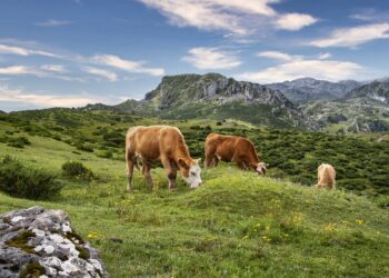 Nabór do&nbsp;programu promującego naturalny wypas zwierząt na&nbsp;łąkach