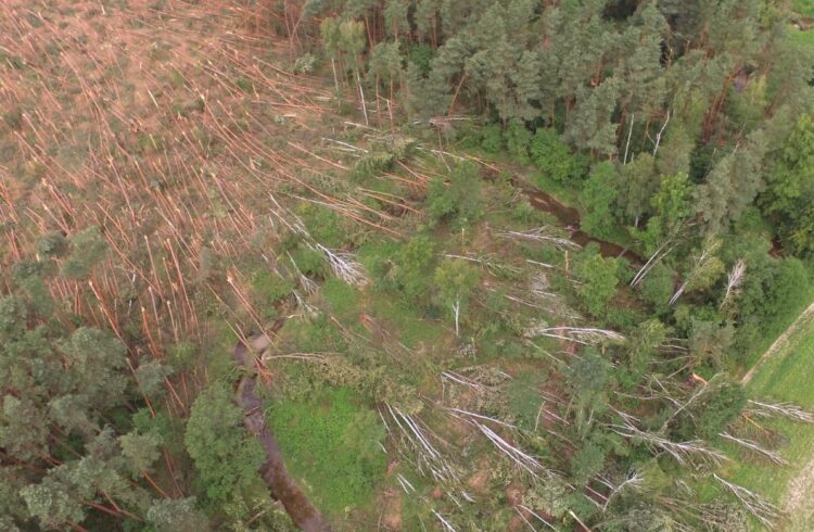 Szkody w Nadleśnictwie Leżajsk. Ich usuwanie potrwa nawet do końca roku