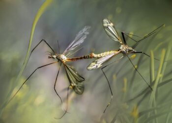 Rusza odkomarzanie w&nbsp;Stalowej Woli