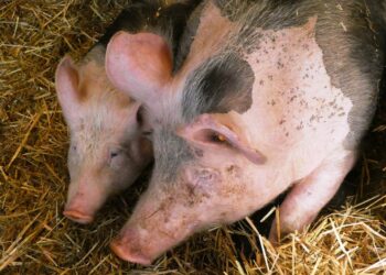 MRiRW: Od&nbsp;3 lipca można składać wnioski o&nbsp;wsparcie na&nbsp;bioasekurację