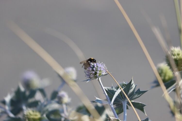 Upały na Podkarpaciu w środę i czwartek