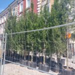 Zazieleni się ulica Grunwaldzka w Rzeszowie 8 - Polskie Radio Rzeszów Zazieleni się ulica Grunwaldzka w Rzeszowie - Polskie Radio Rzeszów