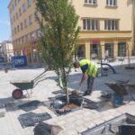 Zazieleni się ulica Grunwaldzka w Rzeszowie 11 - Polskie Radio Rzeszów Zazieleni się ulica Grunwaldzka w Rzeszowie - Polskie Radio Rzeszów