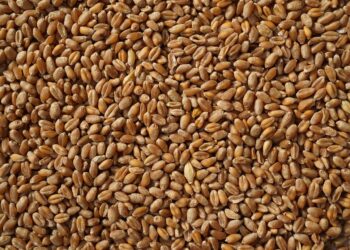 Więcej podejrzanych w&nbsp;śledztwie zbożowym