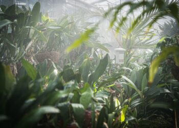 Krakowscy i&nbsp;wrocławscy naukowcy podsłuchują rośliny