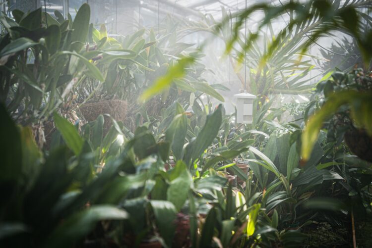 Krakowscy i wrocławscy naukowcy podsłuchują rośliny