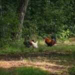 Radio Biwak zagląda do pszczelego ula (fotogaleria) 4 - Polskie Radio Rzeszów Radio Biwak zagląda do pszczelego ula (fotogaleria) - Polskie Radio Rzeszów