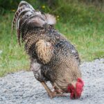 Radio Biwak zagląda do pszczelego ula (fotogaleria) 11 - Polskie Radio Rzeszów Radio Biwak zagląda do pszczelego ula (fotogaleria) - Polskie Radio Rzeszów