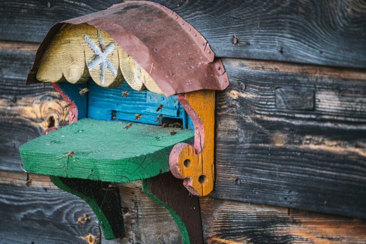 Radio Biwak zagląda do pszczelego ula (fotogaleria)