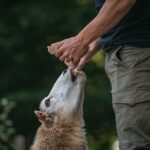 Radio Biwak zagląda do pszczelego ula (fotogaleria) 16 - Polskie Radio Rzeszów Radio Biwak zagląda do pszczelego ula (fotogaleria) - Polskie Radio Rzeszów