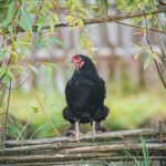 Radio Biwak zagląda do pszczelego ula (fotogaleria) 29 - Polskie Radio Rzeszów Radio Biwak zagląda do pszczelego ula (fotogaleria) - Polskie Radio Rzeszów