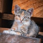 Radio Biwak zagląda do pszczelego ula (fotogaleria) 30 - Polskie Radio Rzeszów Radio Biwak zagląda do pszczelego ula (fotogaleria) - Polskie Radio Rzeszów